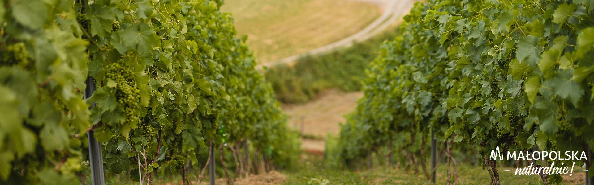 Aleja w winnicy - po obu stronach ścieżki krzewy winorośli z zielonymi owocami, w prawym dolnym rogu logo - napis Małopolska naturalnie