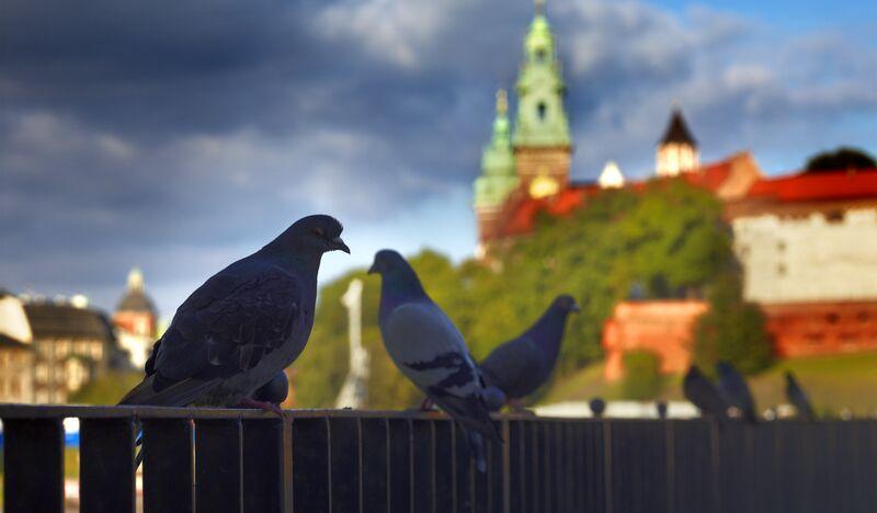 Gołębie siedzące na barierce, w tle Wawel.