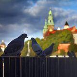 Gołębie, Wawel