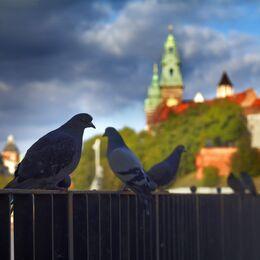 Obrazek: Podchody, zagadki i rozszerzona rzeczywistość – gra miejska Legendy Krakowskie