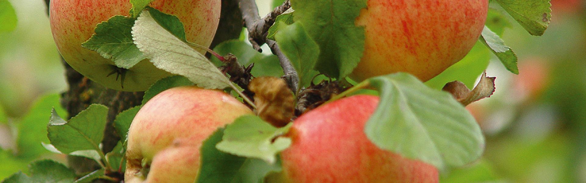 Kilka rumieniących się jabłek na gałęzi