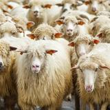 Obrázok: Slávnostné zháňanie oviec z pastvy (redyk) Szczawnica
