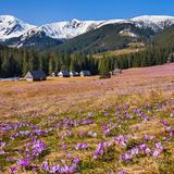 Polana pełna fioletowych kwiatów, w tle drewniane szałasy, las i ośnieżone góry.