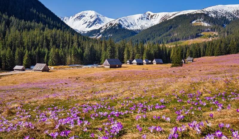 Dolina Chochołowska na wiosnę, kiedy kwitną na fioletowo krokusy