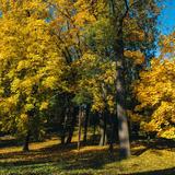 Na trawie dużo opadniętych, żółtych liści z drzew stojących w parku w jesiennych barwach. Nad nimi fragmenty błękitnego nieba.