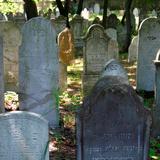 Kilkanaście kamiennych macew na cmentarzu.