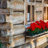Róg drewnianego domu, widoczne bale łączone na styk, dwa okna i kilka skrzynek z czerwonymi kwiatami stojących na półce przytwierdzonej do ściany budynku.