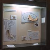 Gablota szklana ze szczątkami zwierząt oraz ich zdjęciami m.in. niedźwiedzia.