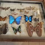 Immagine: Museo delle Farfalle ARTHROPODA, Bochnia