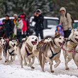 Изображение: Śnieżne psy - psie zaprzęgi