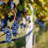 Na fotografii widoczne są kiście dojrzewających czerwonych winogron, które rosną na krzewie winorośli.