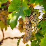 Zdjęcie przedstawia krzewy winorośli w winnicy janowice. Dojrzewające w słońcu białe winogrona wyróżniają się wśród otaczającej ich zieleni.