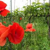 Image: Przybysławice Vineyard