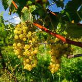Fotografia przedstawia białe winogrona dojrzewające w słońcu. Krzewy tej winorośli znajdują się w winnicy rodziny steców.