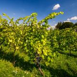 Fotografia ukazuje rzędy krzewów winorośli rosnące w winnicy rodziny steców. Czerwone winogrona dojrzewają w promieniach słonecznych. Dominantem tego zdjęcia są wszelkie możliwe odcienie koloru zielonego oraz częściowo widoczne błękitne niebo wraz z białymi chmurami.