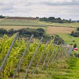 Image: Wieliczka Vineyard