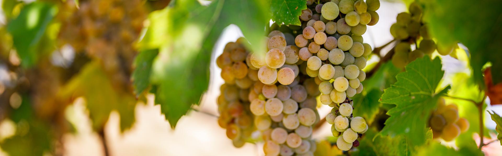 Zdjęcie ukazujące kiść winogron białych, rosnących na krzewie winorośli.