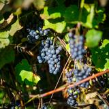 Zdjęcie przedstawia kiść granatowych winogron rosnących na krzewie winorośli w winnicy zawisza. Soczyste kolory dają do zrozumienia, iż winogrona są gotowe do zbiorów.