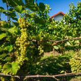 Zdjęcie przedstawia kiść zielonych winogron rosnących na winorośli w winnicy koniusza. Ponad rosnącymi krzewami dostrzec część domu należącego do winnicy.