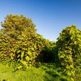 Fotografia przedstawia rzędy krzewów winorośli na których widoczne są owoce winogrona koloru granatowego. Owoce dojrzewają w promieniach słonecznych w winnicy zawisza.