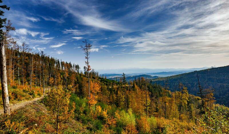 Jesienny las. W oddali panorama pasm górskich.