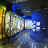 Główna Sala Ekspozycyjna, Muzeum Przyrodnicze Ciężkowice