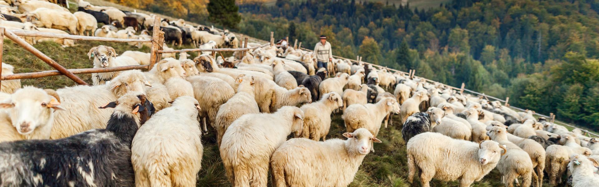 Obrazek: Pasterstwo i bacowanie dziedzictwem kulturowym