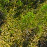 Widok z lotu ptaka na drzewa na torfowiskach Orawsko-Nowotarskich