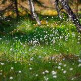 Zbliżenie na białe kwiaty kwitnące na torfowiskach Orawsko-Nowotarskich.