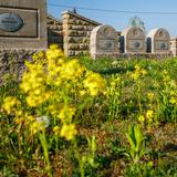 Na pierwszym planie polne żółte kwiaty, za nimi kamienne nagrobki żołnierzy poległych w I Wojnie Światowej