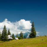 Rusinowa Polana w Tatrach widok na letnią szatę roślinną. na drugim planie bacówka drewniana i nieliczne owce