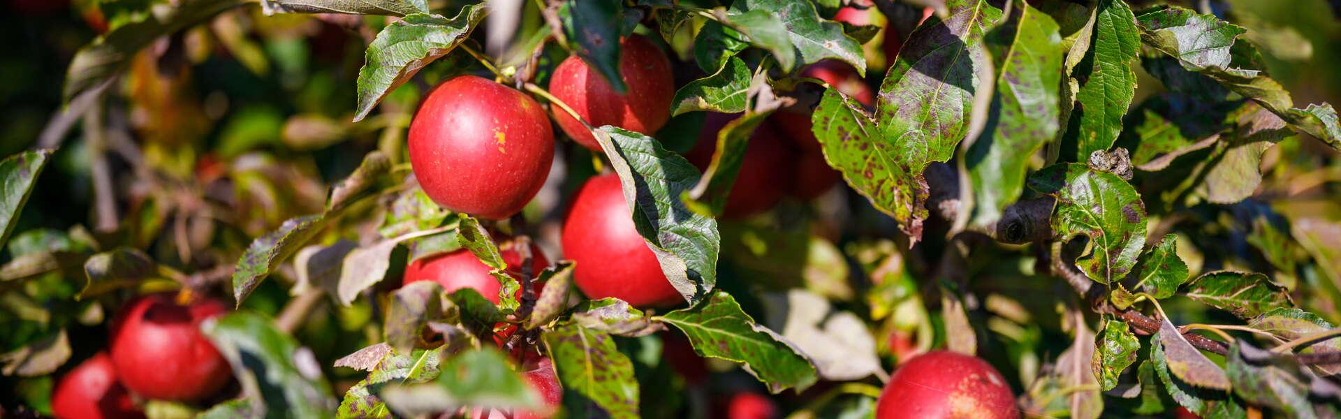 Rote Äpfel aus Łącko, die an einem Baum hängen