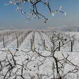 uprawy winorośli zasypane śniegiem