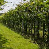 rząd zielonych krzewów winorośli
