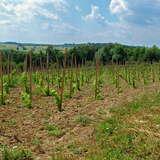 plantacja z małymi sadzonkami winorośli