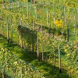 rzędy krzewów winorośli osłonięte ochronną siatką