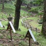 Drewniane krzyże na leśnym cmentarzu.