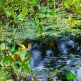 Zbliżenie na wodę i roślinność znajdującą się w Ośrodku Czynnej Ochrony Płazów i Gadów w Zakopanem.